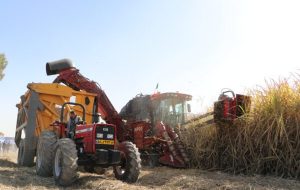 تراژدی «مرگ نی‌ها» تکرار نشد/غلبه اراده‌ و تخصص بر اهریمن خشکسالی