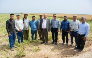 کُلزای نیشکر در ایستگاه برداشت