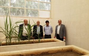 دکتر ناصری: تولید دانش‌بنیان، چراغ راه صنعت نیشکر است