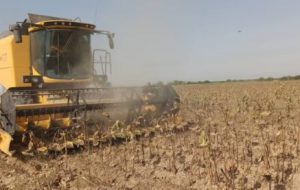 دکتر ناصری: نیشکر، شرکتی راهبردی در تولید محصولات کشاورزی است