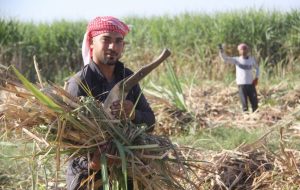 هفت‌تپه در مدار امید/دکتر ناصری: هدف‌مان رسیدن به تولید با تمام ظرفیت است